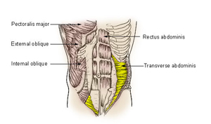Abdominal Muscle Anatomy: Transverse Abdominis